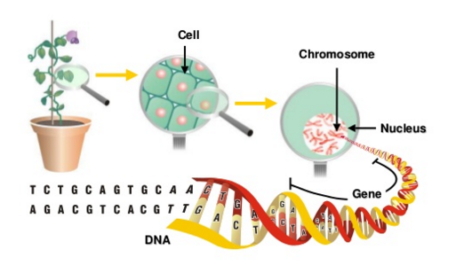 extraction of dna from plant tissues essay extraction of dna from plant tissues essay