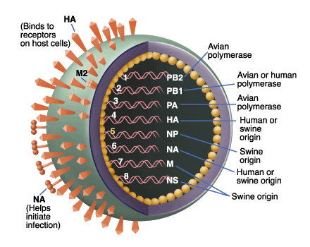 swine flu